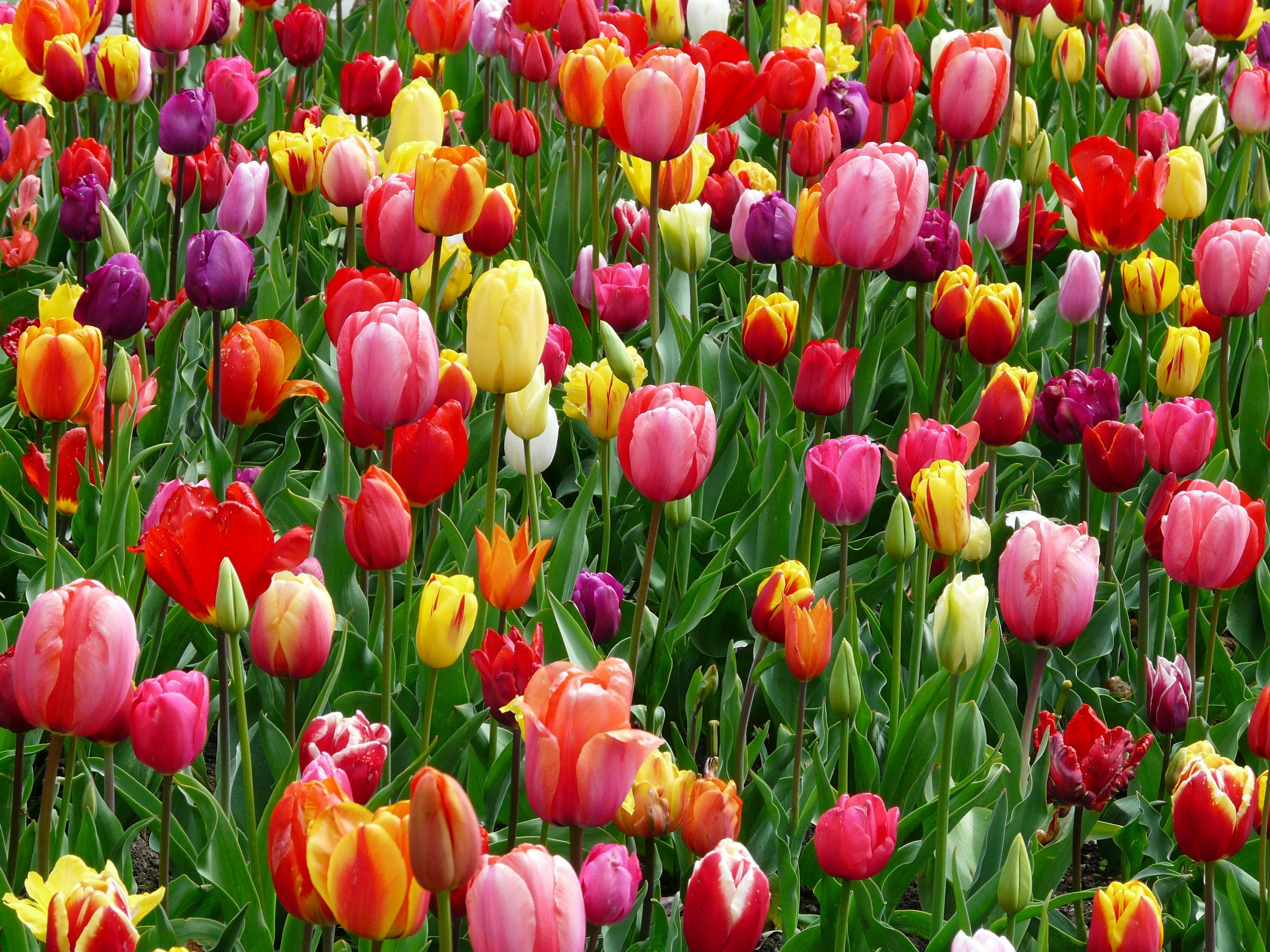 De lente op je werk: zo zet jij de bloemetjes buiten!
